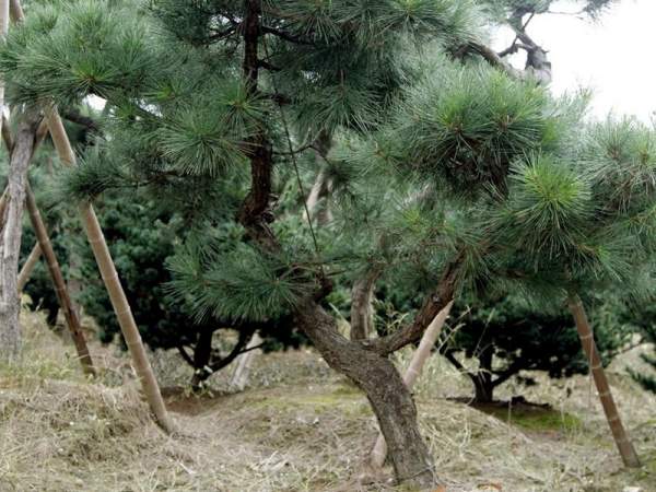 造型黑松樹(shù)哪里便宜？哪家的質(zhì)量好？