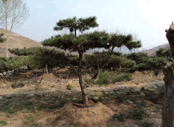 造型黑松樹(shù)哪里便宜？哪家的質(zhì)量好？