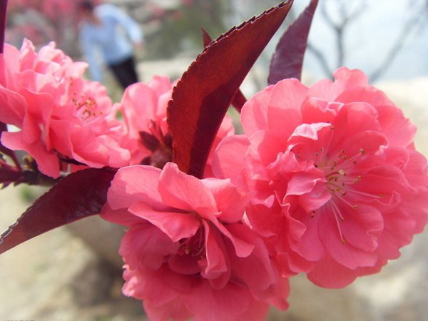 紅葉碧桃花期有多長，幾月份開花？