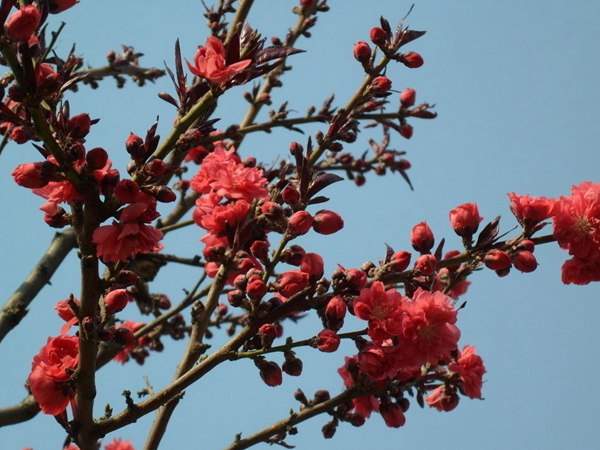 紅葉碧桃花期有多長，幾月份開花？