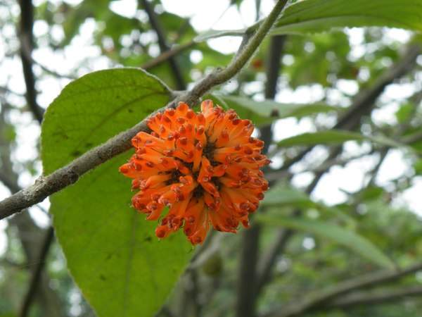 構(gòu)樹的果實(shí)能吃嗎？