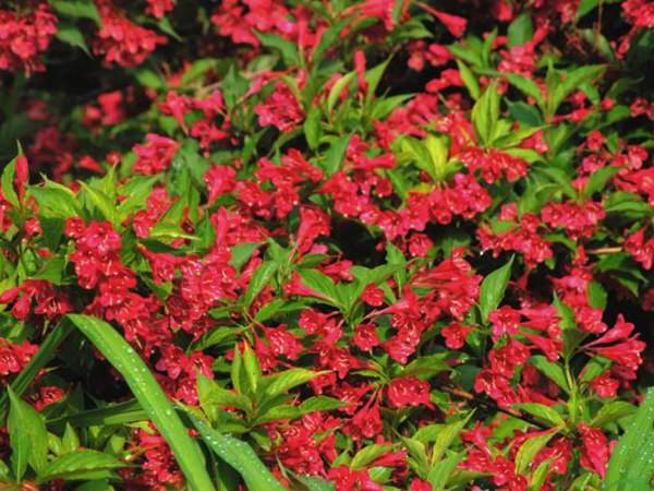 紅王子錦帶價(jià)格大幅上漲，存量不足是主因
