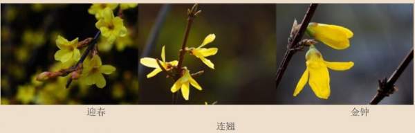 迎春花、金鐘和連翹如何區(qū)分？
