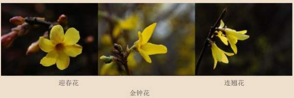 迎春花、金鐘和連翹如何區(qū)分？