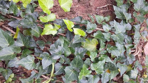 洋常春藤 洋常春藤