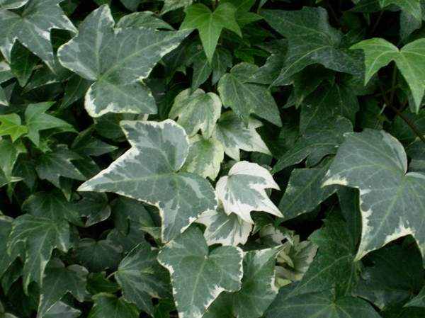 斑葉洋常春藤 斑葉洋常春藤