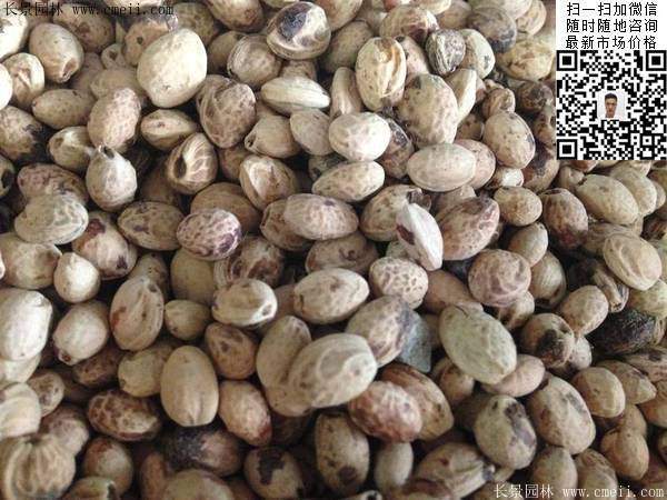 櫻花種子 櫻花種子