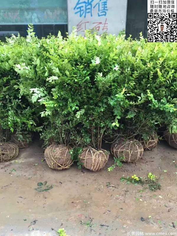 冠幅1米1.2米金葉女貞球精品苗圖片 冠幅1米1.2米金葉女貞球精品苗圖片