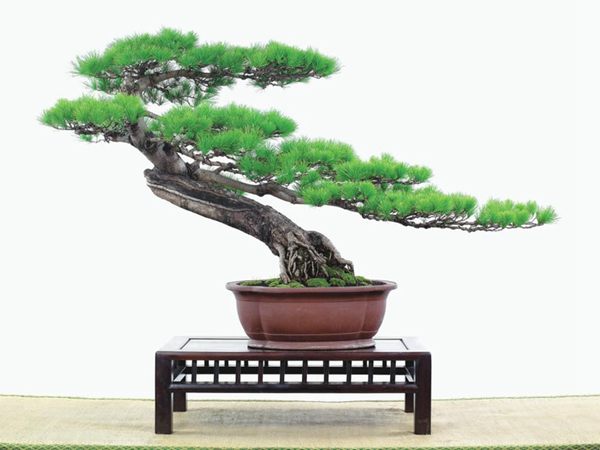 有著百變?cè)煨椭醯奈遽標(biāo)墒窃鯓訜挸傻?/><br/></div><p><strong>(1)取、審材</strong><br/>我國引種栽培五針?biāo)?,由于結(jié)實(shí)少,且多發(fā)育不良,種粒<a href='http://www.sz-aidinghui.com/huahaijianshe/138890.html' target='_blank'>發(fā)芽率</a>低,故多采用嫁接法繁殖。<br/>盆栽五針?biāo)?,是制作五針?biāo)膳杈暗闹饕牧?。它的根爪,可否顯露,樁干有無彎度,哪些地方突出好看,都要仔細(xì)審視一番。通過審材,找出好觀賞面。五針?biāo)捎^賞價(jià)值高低,在于姿色的奇妙與否。通過審材,進(jìn)行藝術(shù)取舍,決定部分根、枝、干、針葉的去留。<br/><strong>(2)上盆</strong><br/>①選盆:五針?biāo)勺藨B(tài)清秀古雅、翠葉蔥籠,宜用外型古雅,色澤深沉的紫砂陶盆。懸崖式用中深圓形盆或正方盆;斜干式、直干式則用長(zhǎng)方形盆或橢圓盆;曲干式用稍深的馬槽盆;合栽式用較淺長(zhǎng)方形盆,其大小可視樹形而選定。<br/>②用土:栽植五針?biāo)傻呐柰烈擞觅|(zhì)地疏松、肥沃的微酸性土,按輕壤60%,砂土3o%a與腐殖土to%的比例以及腐熟餅肥1份混合使用,PH值5-6最宜。<br/>③栽植:五針?biāo)缮吓柙灾惨源杭拘氯~吐芽前3月左右最好,也可在秋季新枝成長(zhǎng)后8月中旬至9月進(jìn)行。上盆前修剪傷根、爛根,剪短粗根,在剪口上涂蠟,以防松脂外流。栽時(shí)盆土要稍干,盆底墊一層碎瓦片及粗砂之類,以利排水透氣。<br/>④造型與布局:五針?biāo)芍l自然形成層片,層次分明,線條清晰;生長(zhǎng)緩慢,枝干上無不定芽萌發(fā),因此不耐修剪。粗枝不易屈曲,蟠扎造型必須從幼齡樹開始,五針?biāo)稍煨蛻?yīng)以吊扎為主,結(jié)合修剪,作為基本方法。<br/>制作五針?biāo)膳杈?,和其它?盆栽五針?biāo)?,是制作五針?biāo)膳杈暗闹饕牧稀K母?,可否顯露,樁干有無彎度,哪些地方突出好看,都要仔細(xì)審視一番。通過審材,找出好觀賞面。五針?biāo)捎^賞價(jià)值高低,在于姿色的奇妙與否。通過審材,進(jìn)行藝術(shù)取舍,決定部分根、枝、干、針葉的去留。<br/><br/><strong>制作五針?biāo)膳杈?,和其它盆景一樣,要注重盆面的布局,要講究自然,給人以舒適的美感。</strong><br/>盆面布局,應(yīng)有疏有密,或“疏能走馬”,或“密不通風(fēng)”。要突出主體,在一盆中,合栽幾株五針?biāo)?,要突出主體,其余則為烘托與陪襯。<br/>盆面布局,要講究層次,這在盆中表現(xiàn)為粗細(xì)、大小的對(duì)比。細(xì)到一枝一根上下功夫,使之形象生動(dòng),景中有景。樹樁的枝干、針片,各占盆面多少位置,樹、石、亭、橋、屋宇、人物小品等配件的大小,要精心安排,恰到好處,突出盆景主題??傊浞诌\(yùn)用藝術(shù)造型和造景手法以提高盆景的整體藝術(shù)美。<br/><br/></p><div align=