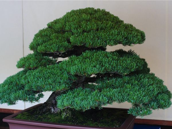 有著百變?cè)煨椭醯奈遽標(biāo)墒窃鯓訜挸傻?/><br/></div><p><strong>盆景的養(yǎng)護(hù)</strong><br/>(1）澆水<br/>盆土表面見干即澆透水。五針?biāo)上财赏?，忌盆土長(zhǎng)濕不干。喜葉水，可常噴葉水。五針?biāo)上矟駶?rùn)空氣，夏、秋天氣干燥時(shí)，要進(jìn)行地面噴水，以增加小環(huán)境的空氣濕度。<br/>(z）施肥<br/>五針?biāo)刹幌泊蠓?、濃肥，施肥過多易傷根。在缺肥控水的情況下，可促其長(zhǎng)成蒼老的姿態(tài)。可在3-5月和9-11月，每月施淡肥水一次，6-8月不宜施肥。對(duì)幼樹可多施春肥，以加快生長(zhǎng)，對(duì)成樹可在秋季多施一些肥，以利保型和越冬需要。<br/>(3）修剪<br/>五針?biāo)尚藜糁饕钦?，控制生長(zhǎng)，保持樹形美觀。一般在每年3-4月間，新芽伸長(zhǎng)而未成針前，可視情況摘掉部分芽。如頂芽過密，長(zhǎng)勢(shì)旺盛可以多摘，反之少摘，摘芽宜在晴天進(jìn)行，傷口易愈合。此外還要根據(jù)樹形美的需要來考慮適度修剪，剪去過密枝、弱枝、枯枝以及多余枝條。枝條剪除宜在秋后進(jìn)行，為防止傷口流脂，應(yīng)及時(shí)用蠟封口為好。<br/>(4)病蟲害防治<br/>五針?biāo)沙Ｒ娙~銹病、根腐病、煤污病，介殼蟲、蚜蟲、紅蜘蛛等為害，可于冬季噴灑30倍石硫合劑或用農(nóng)藥予以防治。同時(shí)要注意通氣透光，盆土不宜過濕，以利于防治病蟲害。<br/></p>
      </div>



      
    </article>
  </main>

</div>
<footer id=