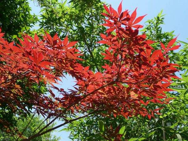 紅楓作衫，白楊為裙，美的傾國傾城！