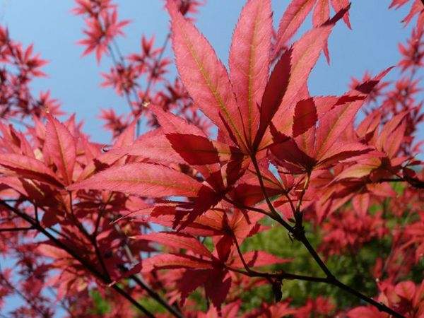紅楓作衫，白楊為裙，美的傾國傾城！