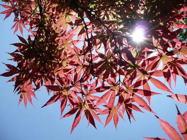 紅楓作衫，白楊為裙，美的傾國傾城！