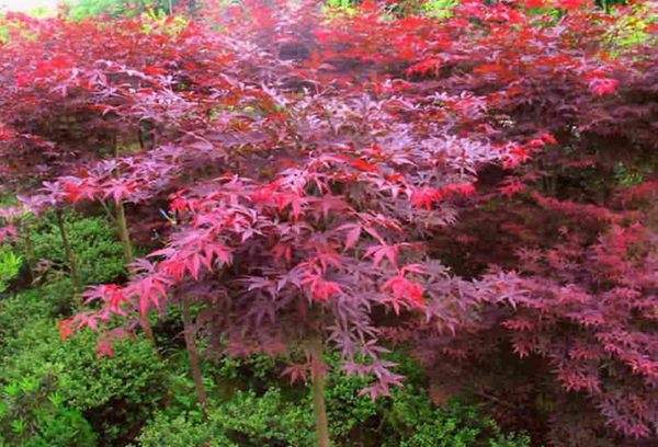 紅楓作衫，白楊為裙，美的傾國傾城！