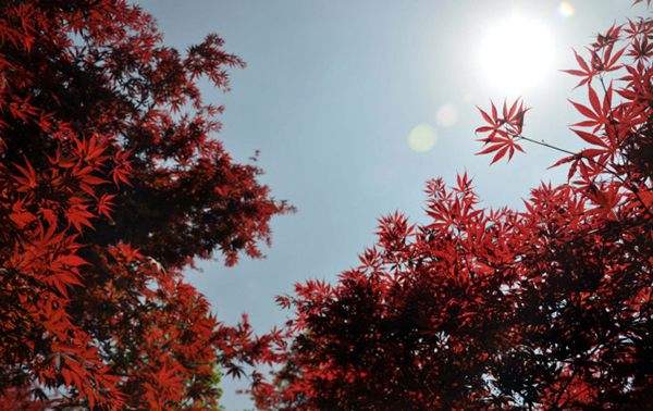 紅楓作衫，白楊為裙，美的傾國傾城！