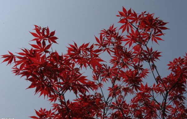 紅楓作衫，白楊為裙，美的傾國傾城！