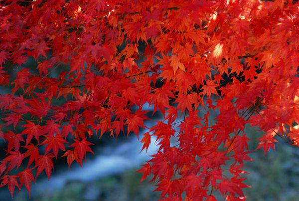 紅楓作衫，白楊為裙，美的傾國傾城！