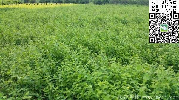 馬蘭棣棠--長(zhǎng)景園林 馬蘭棣棠--長(zhǎng)景園林