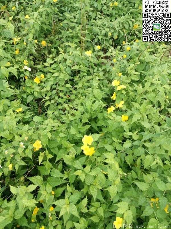 馬蘭棣棠--長(zhǎng)景園林 馬蘭棣棠--長(zhǎng)景園林