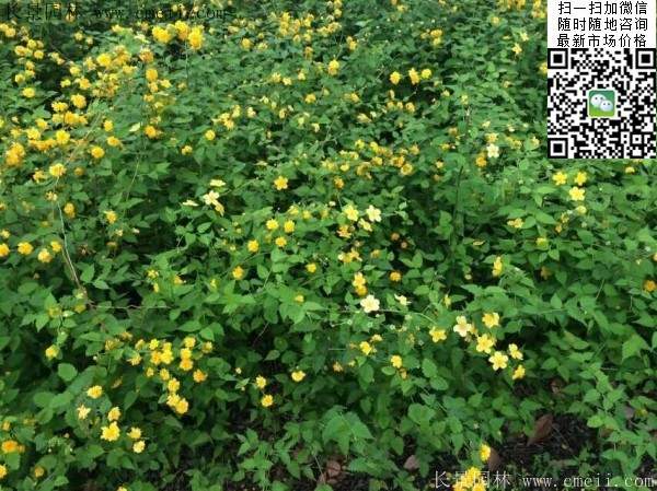 馬蘭棣棠--長(zhǎng)景園林 馬蘭棣棠--長(zhǎng)景園林