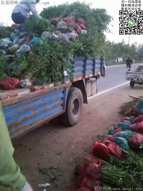 馬蘭棣棠-長(zhǎng)景園林 馬蘭棣棠-長(zhǎng)景園林