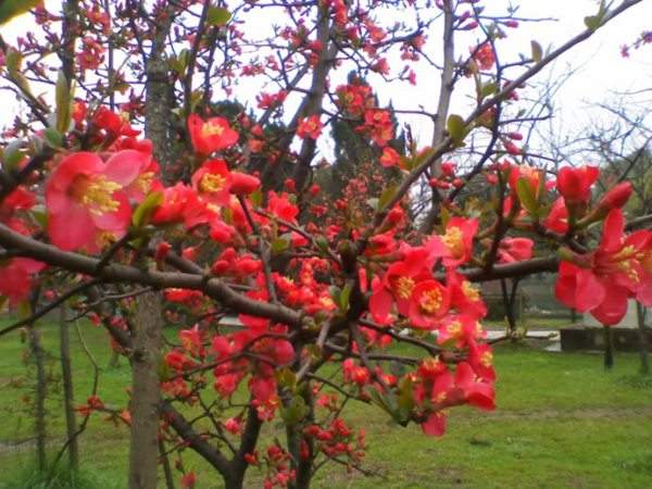 想要貼梗海棠花開(kāi)得好,修剪養(yǎng)護(hù)很重要