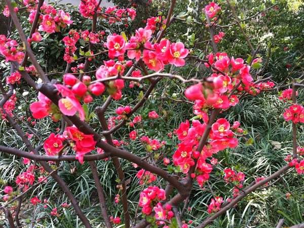 想要貼梗海棠花開(kāi)得好,修剪養(yǎng)護(hù)很重要