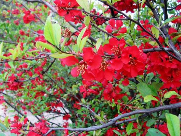 想要貼梗海棠花開(kāi)得好,修剪養(yǎng)護(hù)很重要