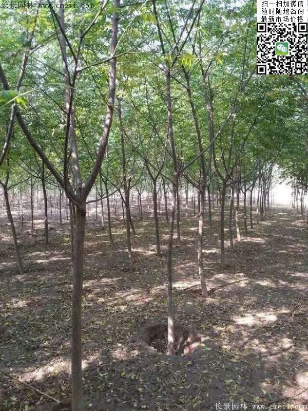 苦楝苗，苦楝樹