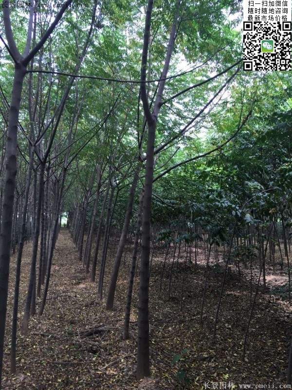 苦楝苗，苦楝樹