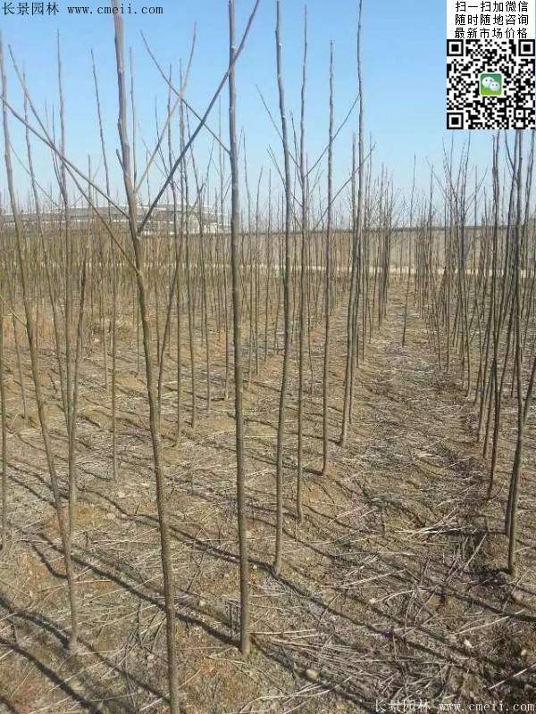 苦楝苗，苦楝樹