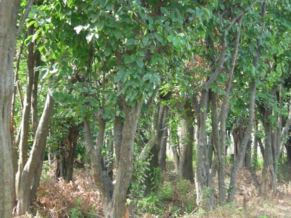 木瓜種植基地 木瓜種植基地