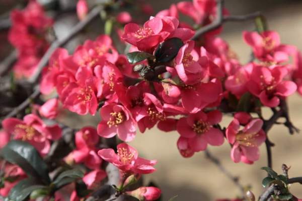 沭陽(yáng)的木瓜樹