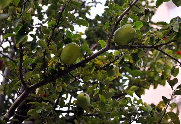 沭陽(yáng)的木瓜樹