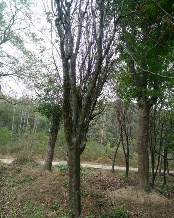 沭陽(yáng)的木瓜樹