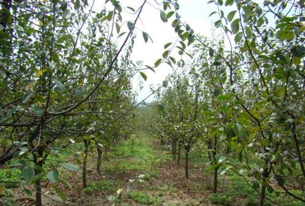 3公分木瓜樹(shù) 3公分木瓜樹(shù)