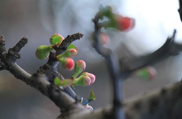 3公分木瓜樹(shù) 3公分木瓜樹(shù)