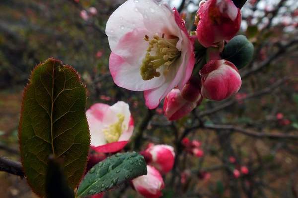 3公分木瓜樹(shù) 3公分木瓜樹(shù)