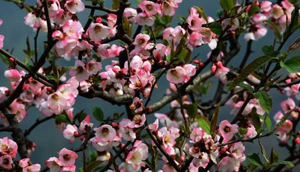 3公分木瓜樹(shù) 3公分木瓜樹(shù)