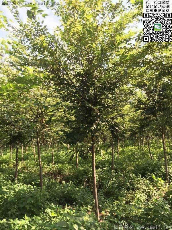 櫸樹哪里便宜？麻煩推薦一家大型，有誠信的單位！