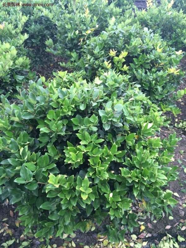 金森女貞 金森女貞