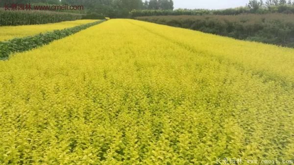 金葉女貞基地 金葉女貞基地