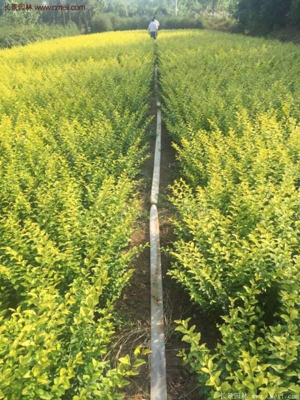 金葉女貞基地 金葉女貞基地