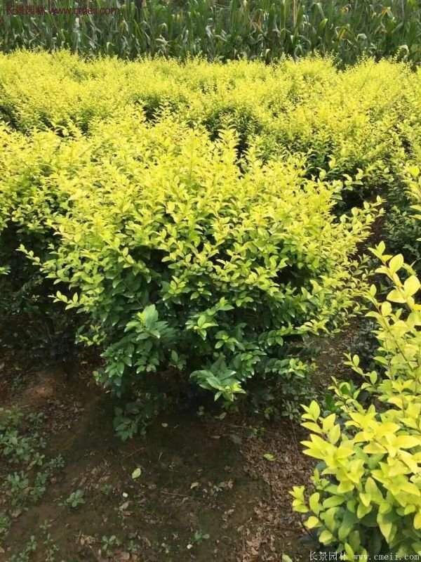 沭陽(yáng)基地的金葉女貞球 沭陽(yáng)基地的金葉女貞球