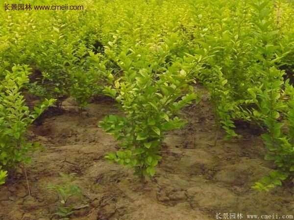 沭陽(yáng)基地的金葉女貞球 沭陽(yáng)基地的金葉女貞球