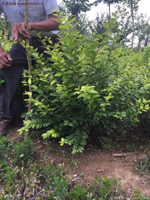 沭陽(yáng)基地的金葉女貞球 沭陽(yáng)基地的金葉女貞球