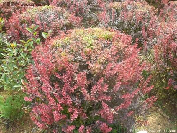 沭陽(yáng)基地的紅葉小檗苗、紅葉小檗球