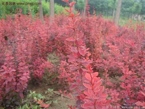 沭陽(yáng)基地的紅葉小檗苗、紅葉小檗球