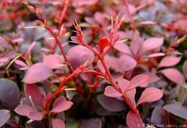 沭陽(yáng)基地的紅葉小檗苗、紅葉小檗球