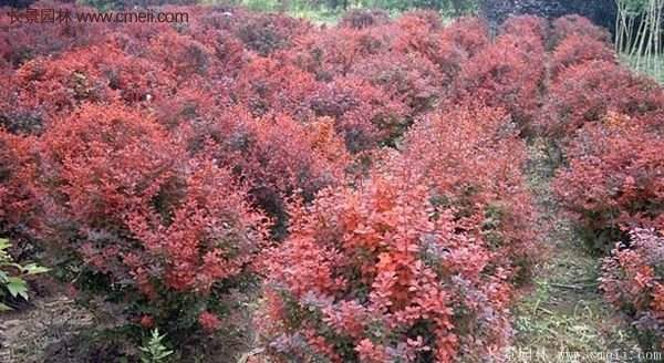 沭陽(yáng)基地的紅葉小檗苗、紅葉小檗球